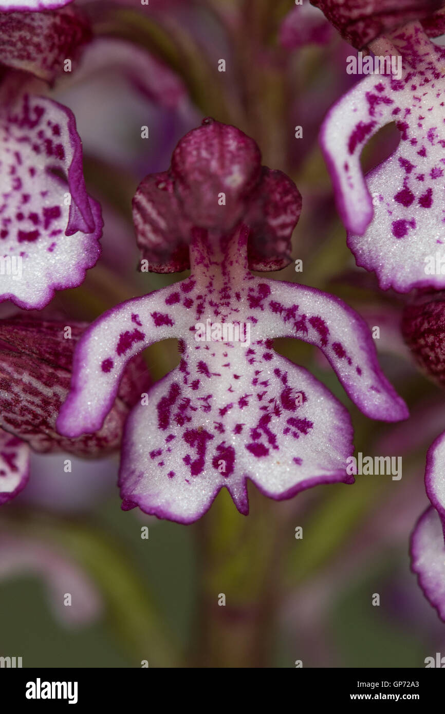 closeup of a Lady Orchid (Orchis purpurea) flower Stock Photo