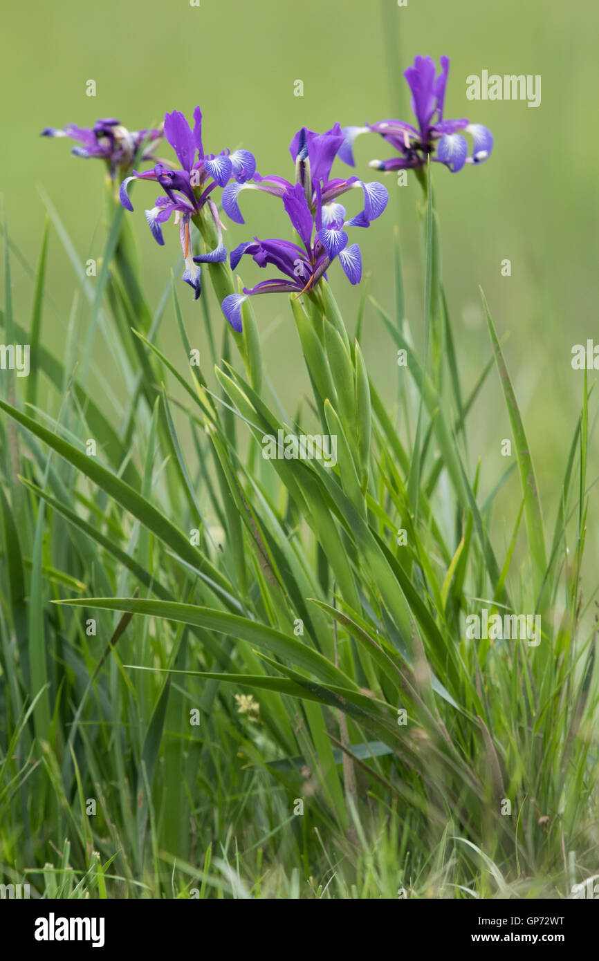 Spanish Iris (Iris xiphium) flowers Stock Photo Alamy