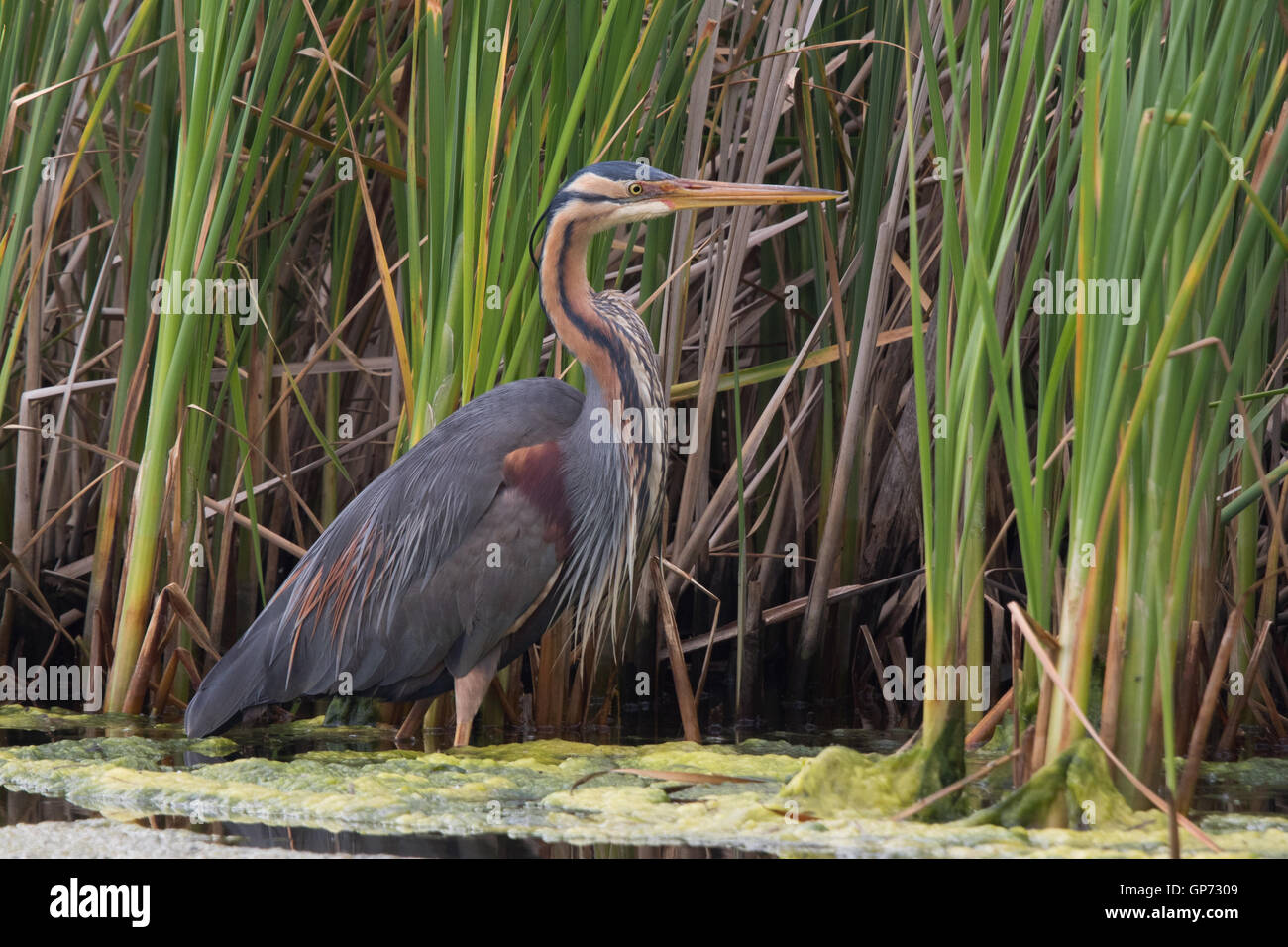 Purple Heron (Ardea purpurea) wading in deep water at the edge of a reedbed Stock Photo