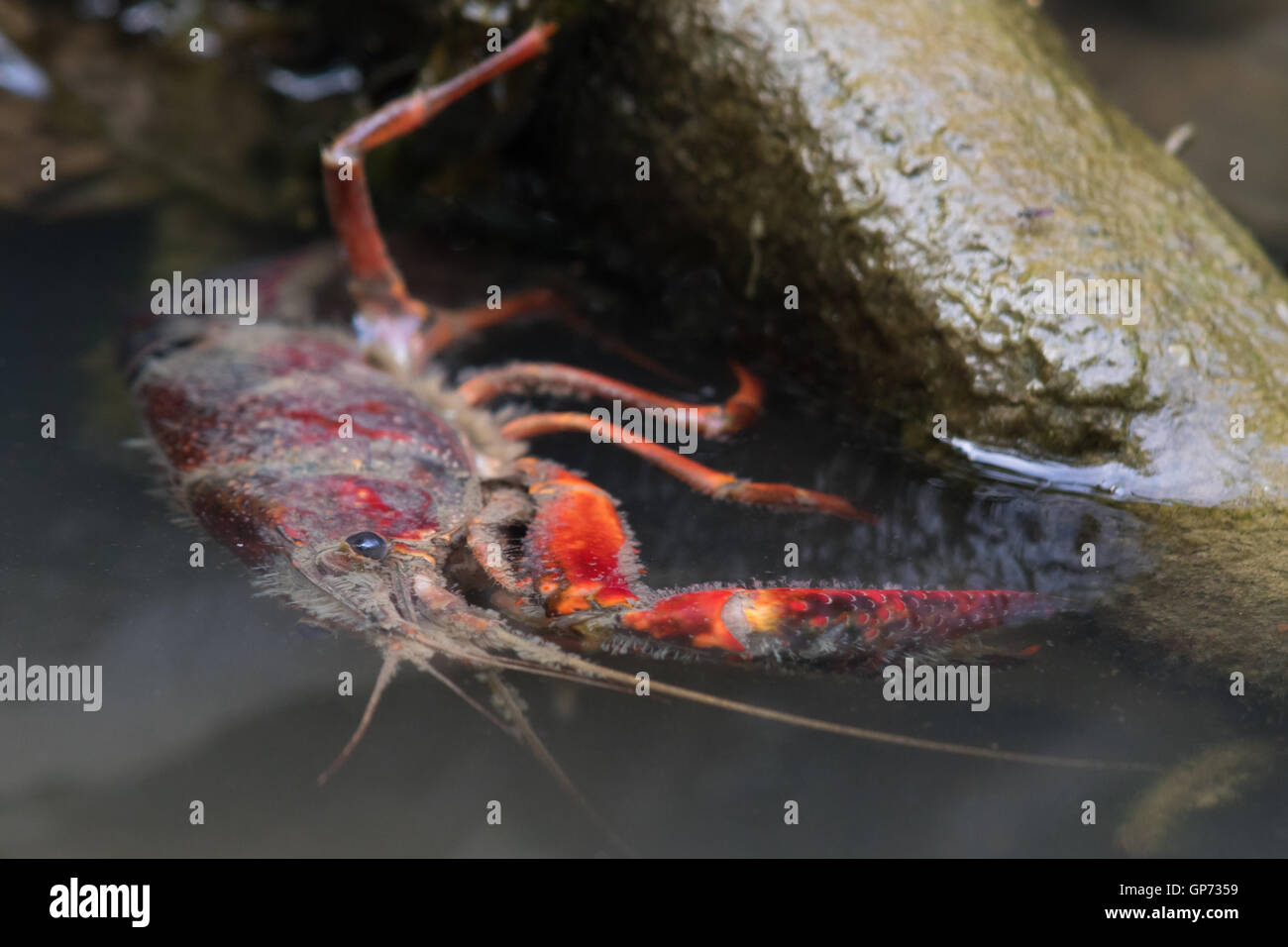 Red Swamp Crayfish (Procambarus clarkii) warming itself in the early morning sun at the surface of a flooded ditch Stock Photo