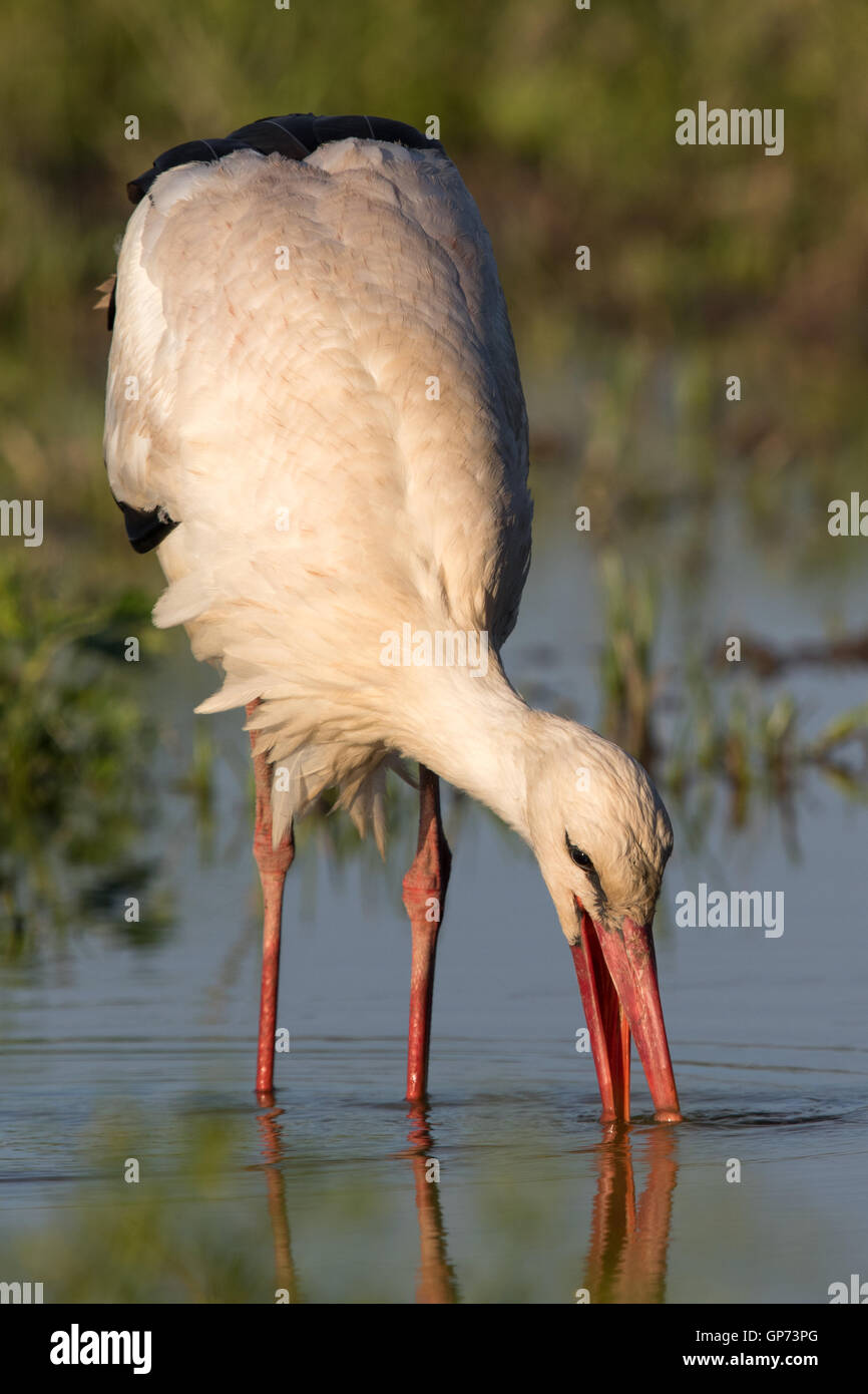 White Stork (Ciconia ciconia) feeding in a flooded field Stock Photo