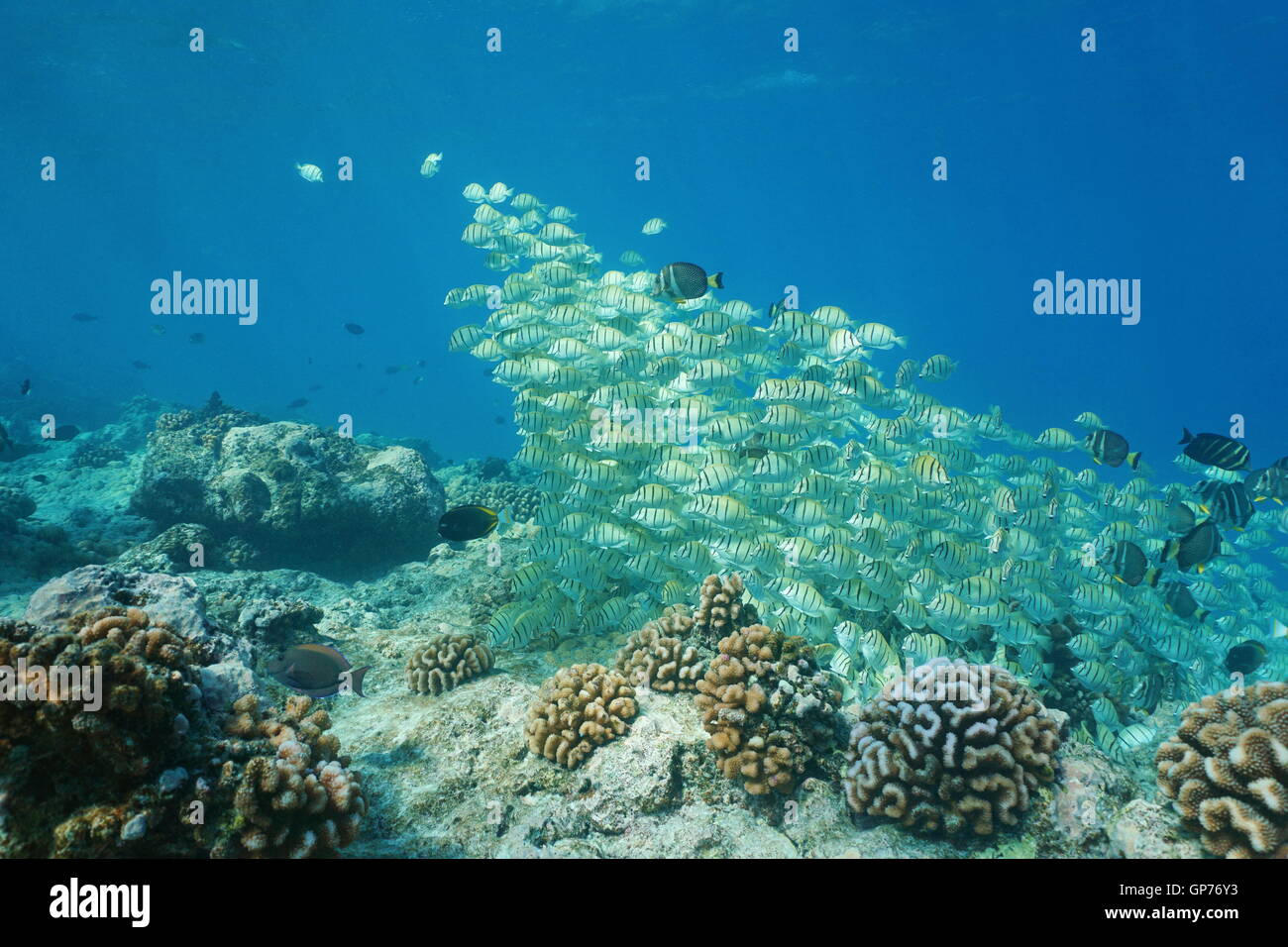 Tropical fish school convict tang underwater at the edge of a coral reef barrier, Rangiroa, Pacific ocean, French Polynesia Stock Photo