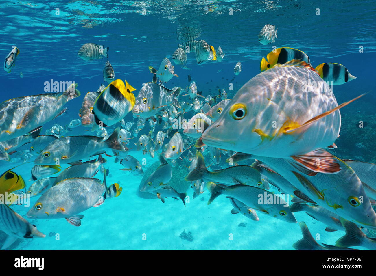 Shoal of tropical fish, mostly humpback red snapper with some butterflyfish and damselfish, Pacific ocean, French Polynesia Stock Photo