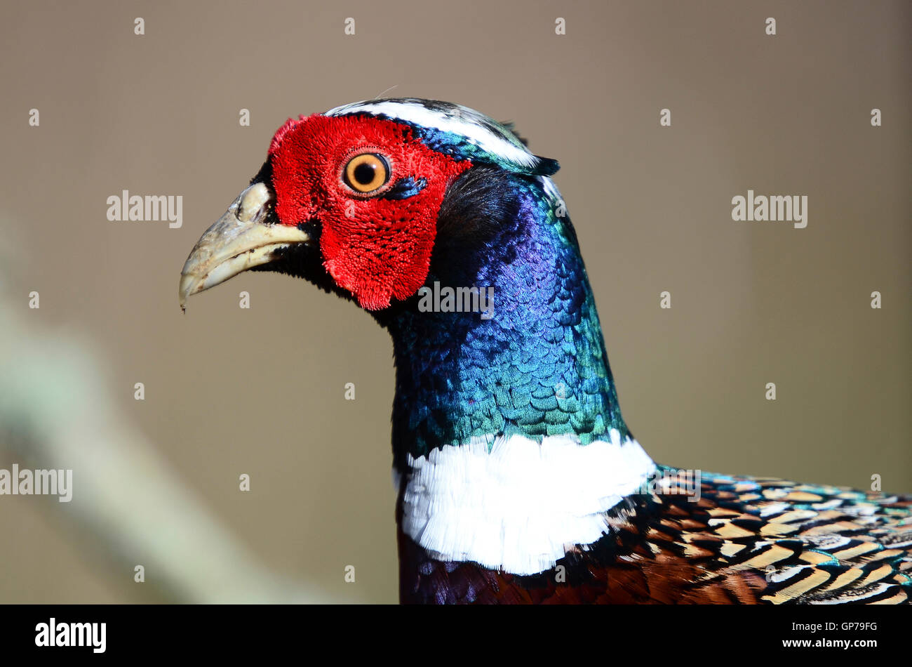The head of a common pheasant Stock Photo - Alamy