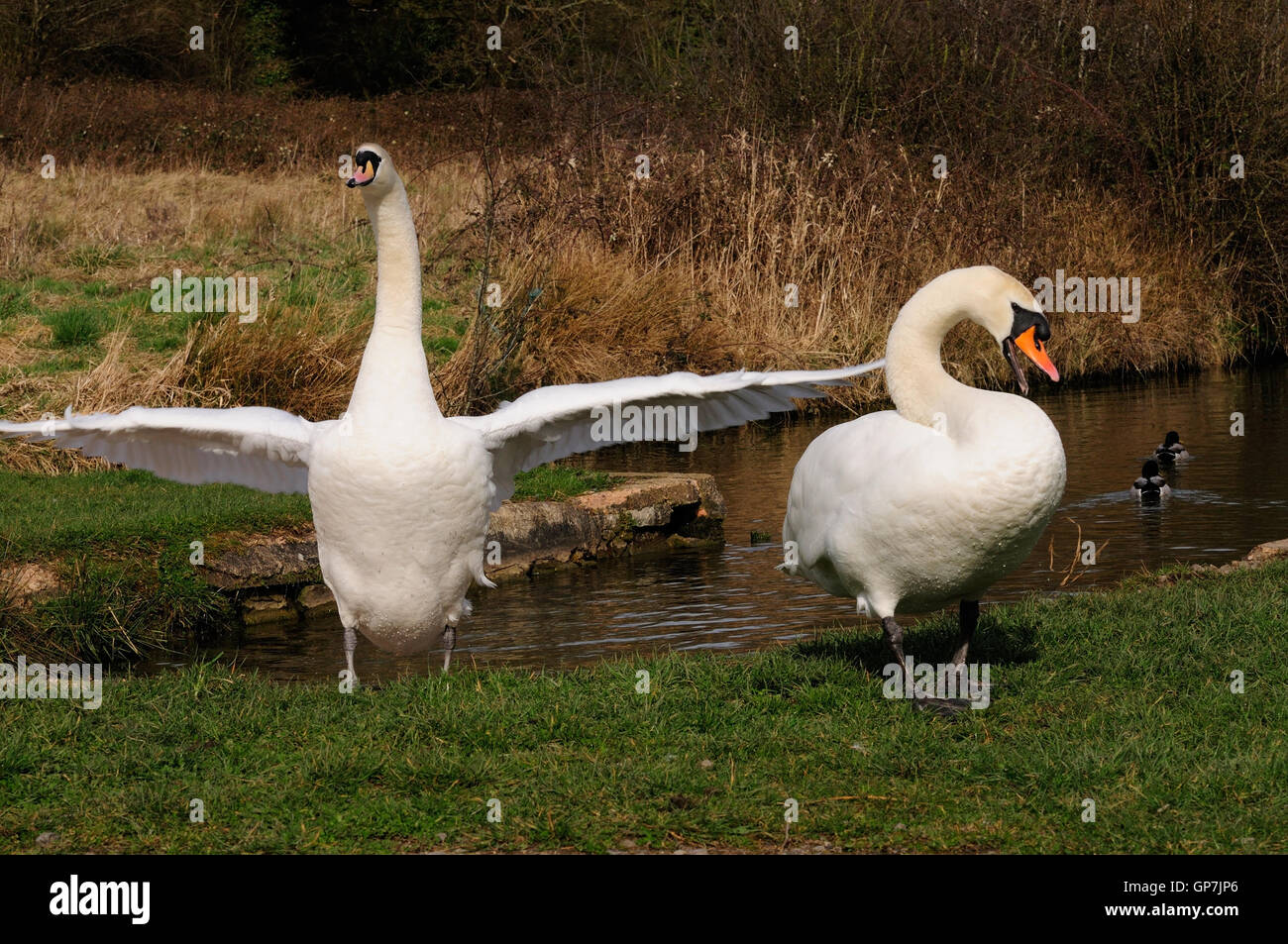 A pair of mute swans defending their territory, one hissing, the other