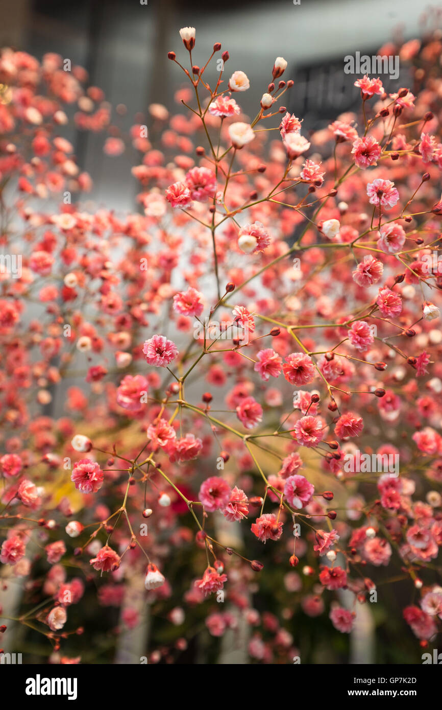 Cherry blossom flowers florist shop, tokyo, japan Stock Photo Alamy