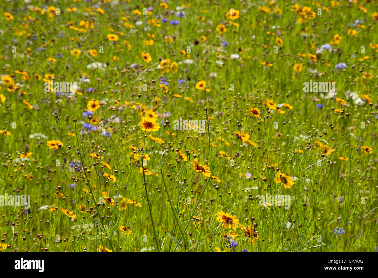Wildflower meadow in full sun, full of brightly coloured summer flowers Stock Photo