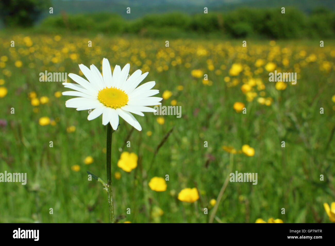An ox-eye daisy flowers in a traditional, species rich wildflower meadow near Penallt, Monmouthshire, Wales, UK EU – June Stock Photo