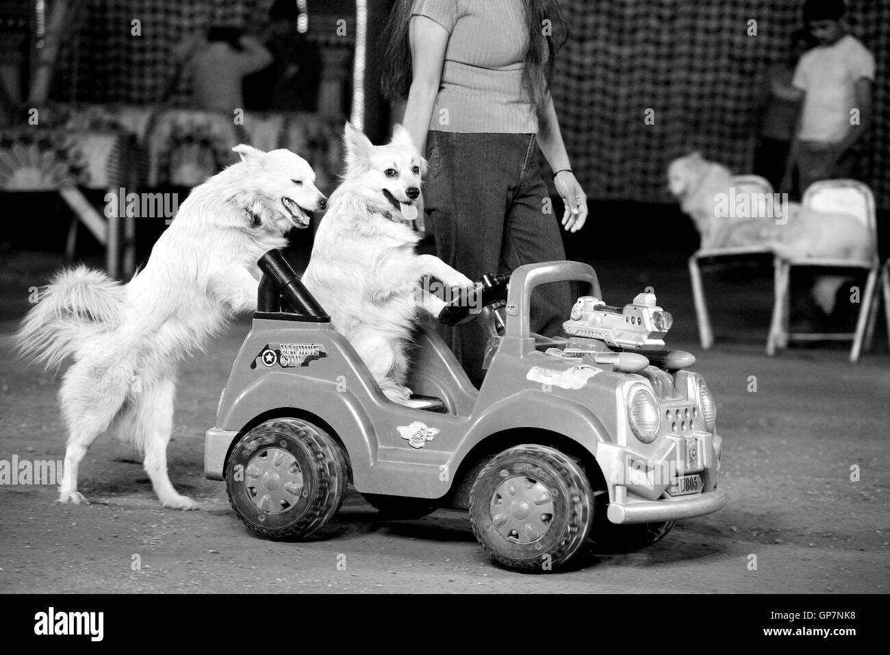Woman trainer with dogs in circus, India, Asia Stock Photo
