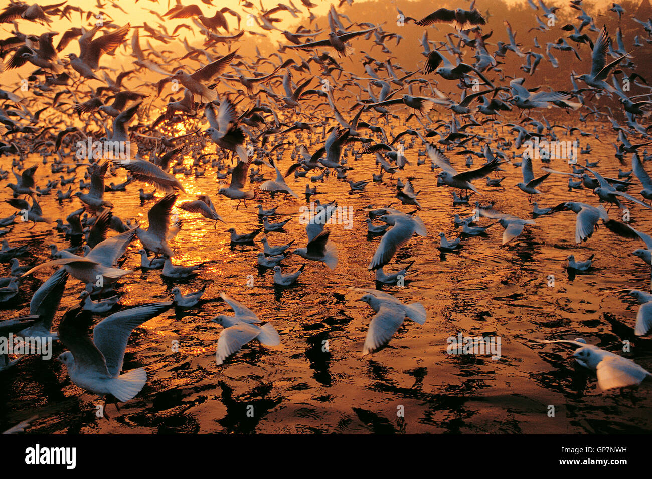 Migratory birds at bharatpur bird sanctuary rajasthan india asia Stock Photo