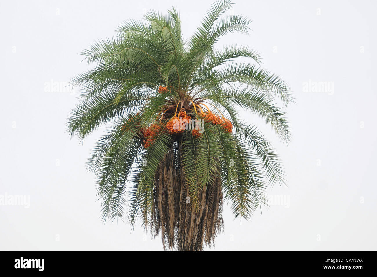 Palm Tree Climber at Best Price in Coimbatore, Tamil Nadu