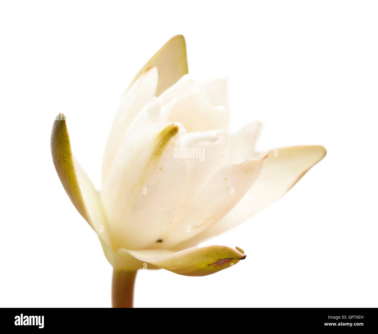 Pygmy Waterlily, Small White Water-lily isolated on hite background Stock Photo