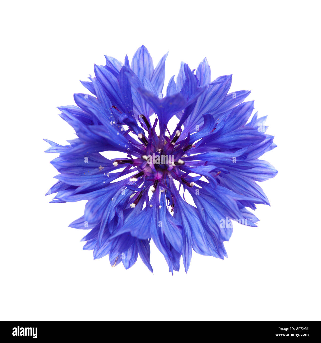 dark blue cornflower isolated on white Stock Photo