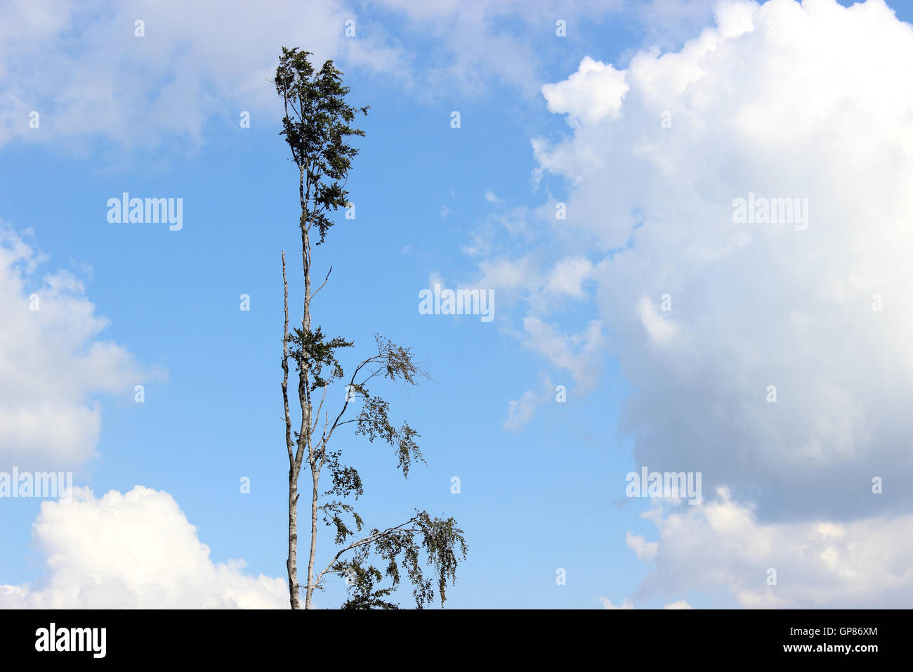 Minimalist lonely thin tree with partly cloudy sky in background. Stock Photo