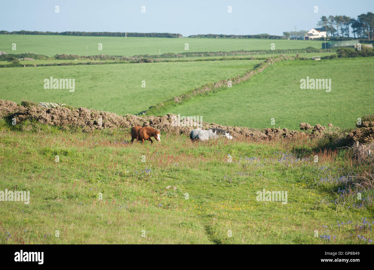 Swansea, Wales, UK. ARCHIVE IMAGES Wild Pembrokeshire horses graze in a field near the coastal path. Stock Photo