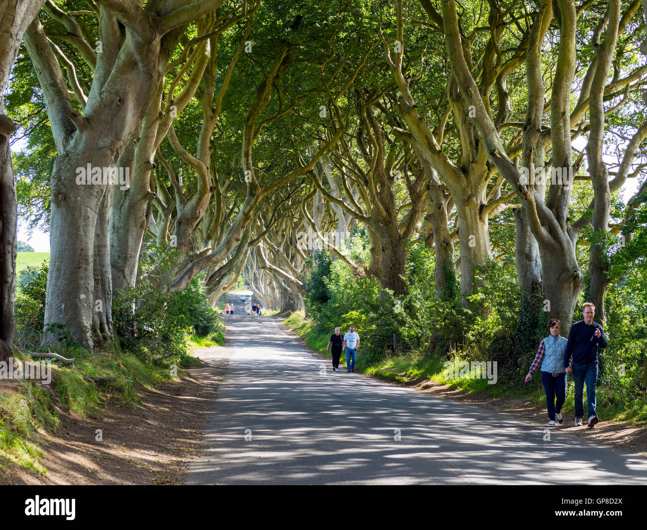 Antrim's Dark Hedges famous as the King's Road in Game of Thrones