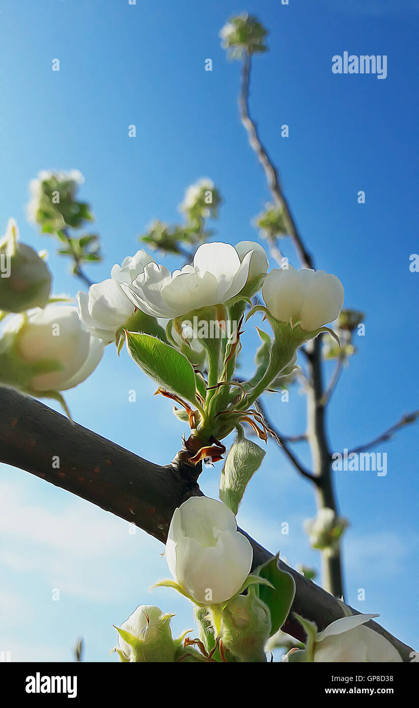 Blooming pear flowers over blue sky background. Spring season illustration Stock Photo