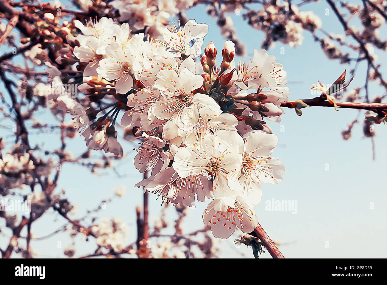 Blooming cherry tree. Spring flowers Stock Photo