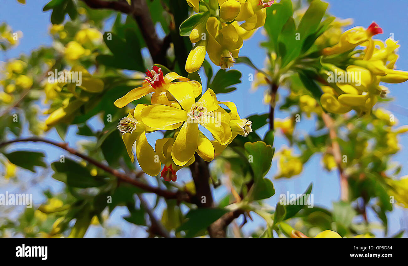 Branches of a blossoming tree with yellow flowers against the blue sky. Spring greening Stock Photo