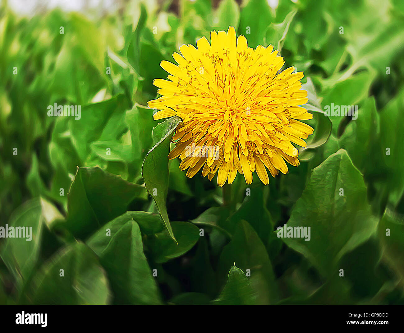 Dandelion flower close up on a green glade, meadow. Spring bright sunny day. The awakening of nature. Stock Photo
