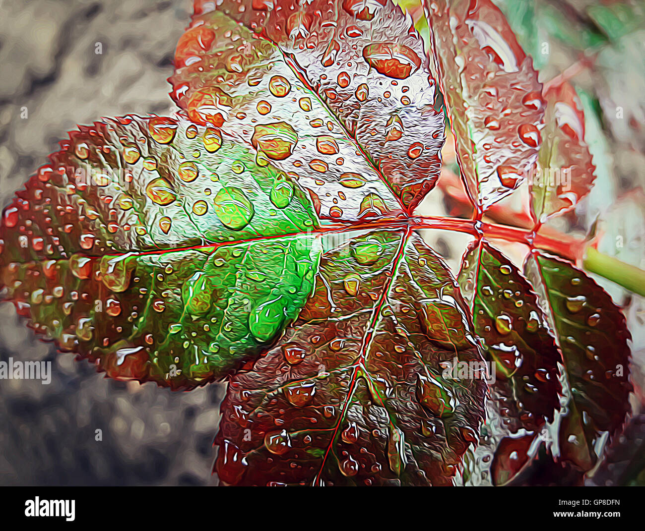 Illustration closeup of rose leaves with water droplets Stock Photo