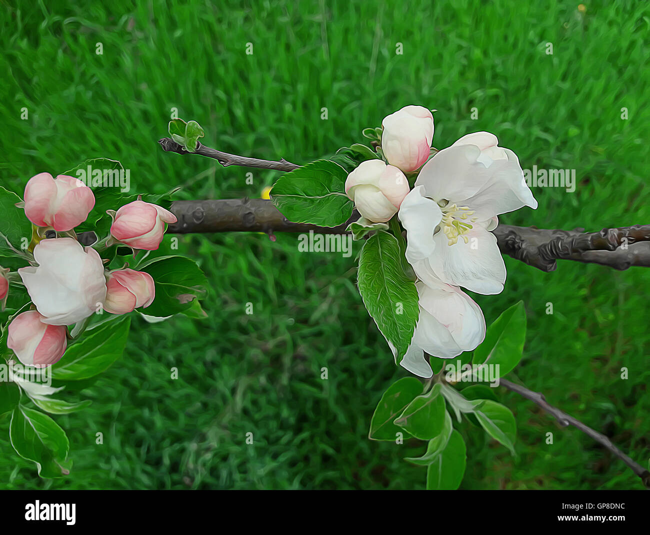 Branch of apple flowers blooming on green grass background Stock Photo