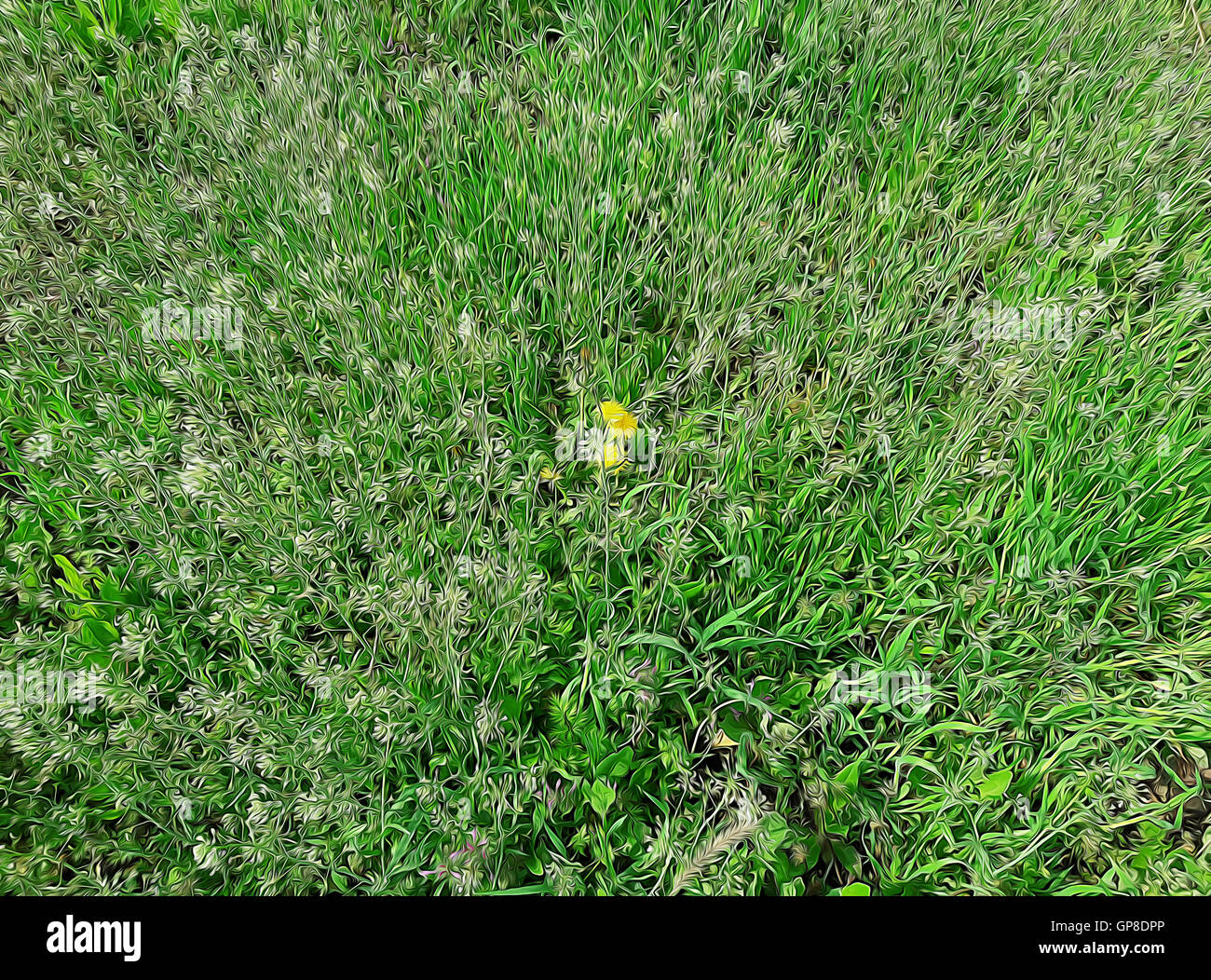 Side view to green grass meadow with wild flowers Stock Photo