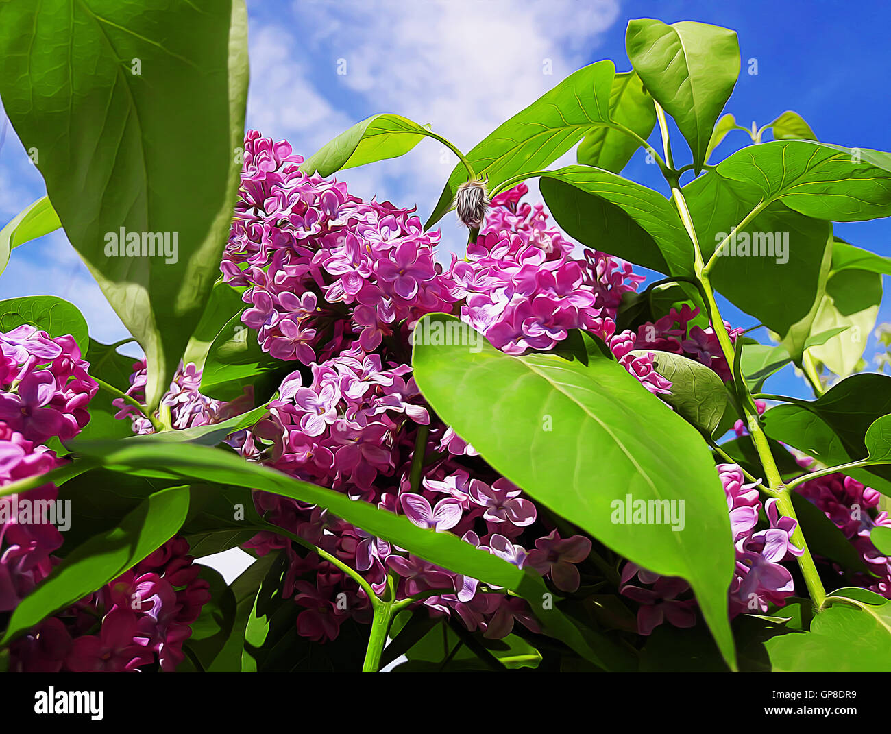 Branch of purple lilac flowers with the green leaves. Spring illustration Stock Photo