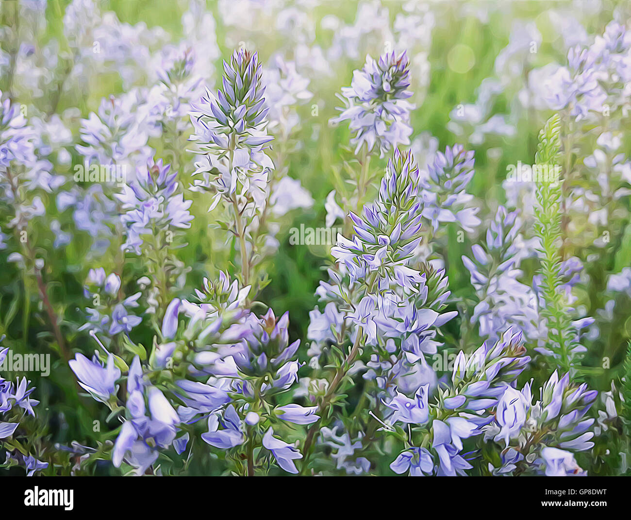 Illustration of spring wild flower meadow. Composition of nature. Stock Photo