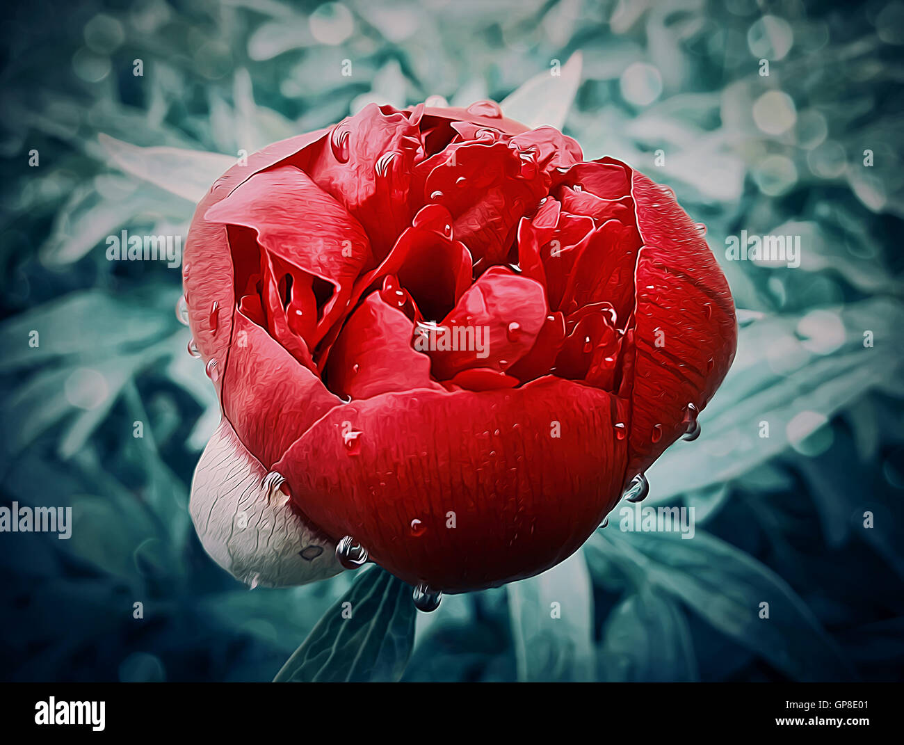 Abstract illustration of a single, red peony flower with deo water drops on petals Stock Photo