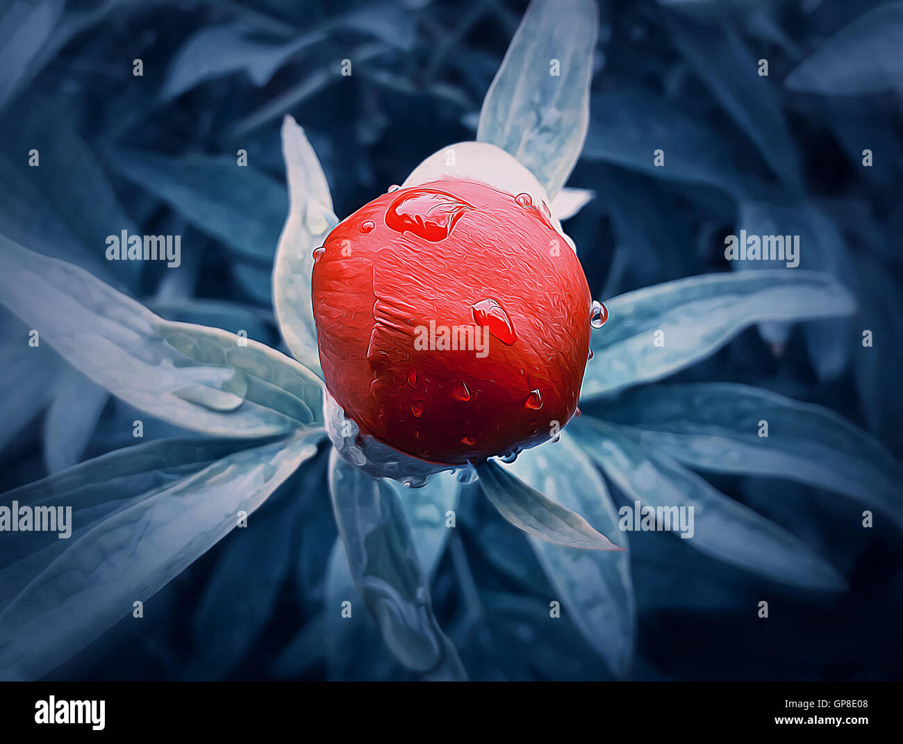 Illustration of red peony flower bud with dew drops in the morning Stock Photo