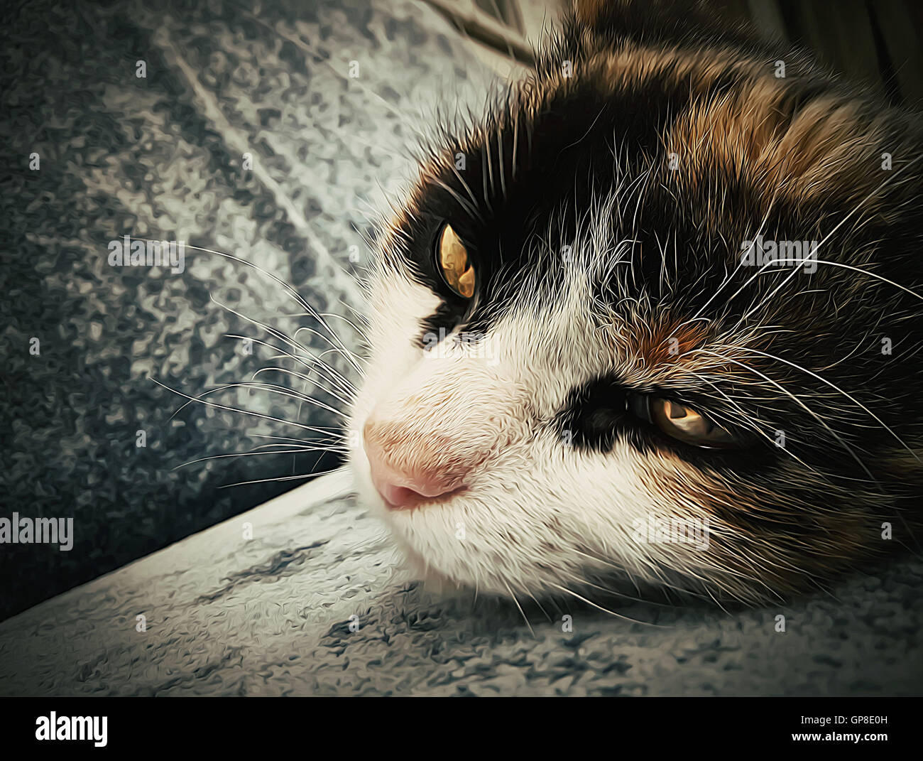 close-up illustration of adorable cat lays on sofa Stock Photo