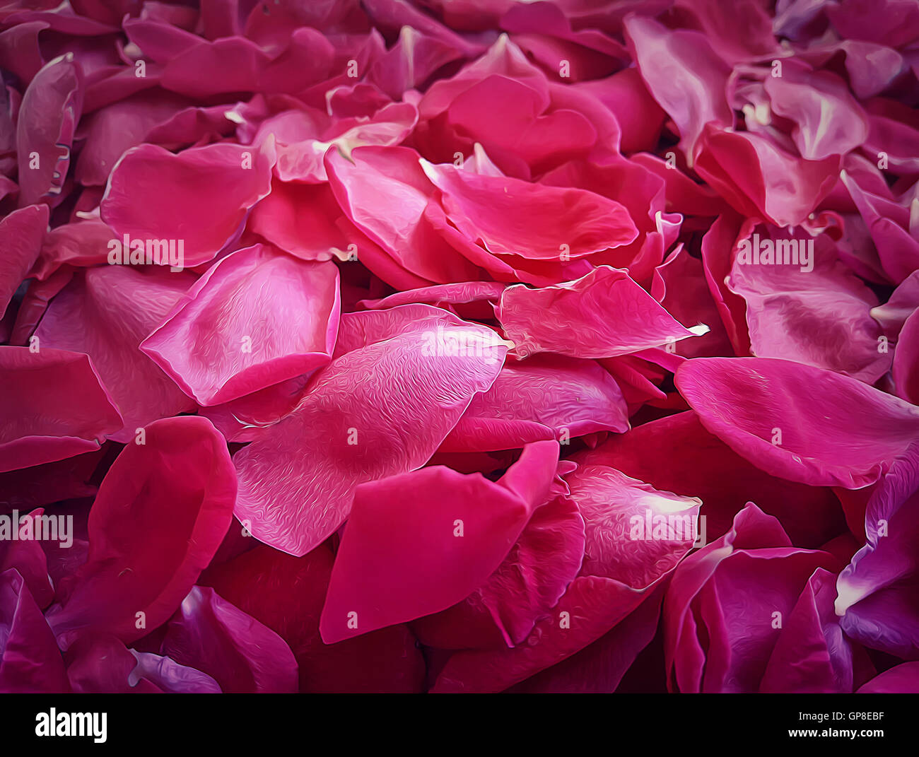 Closeup llustration of pink rose petals Stock Photo Alamy