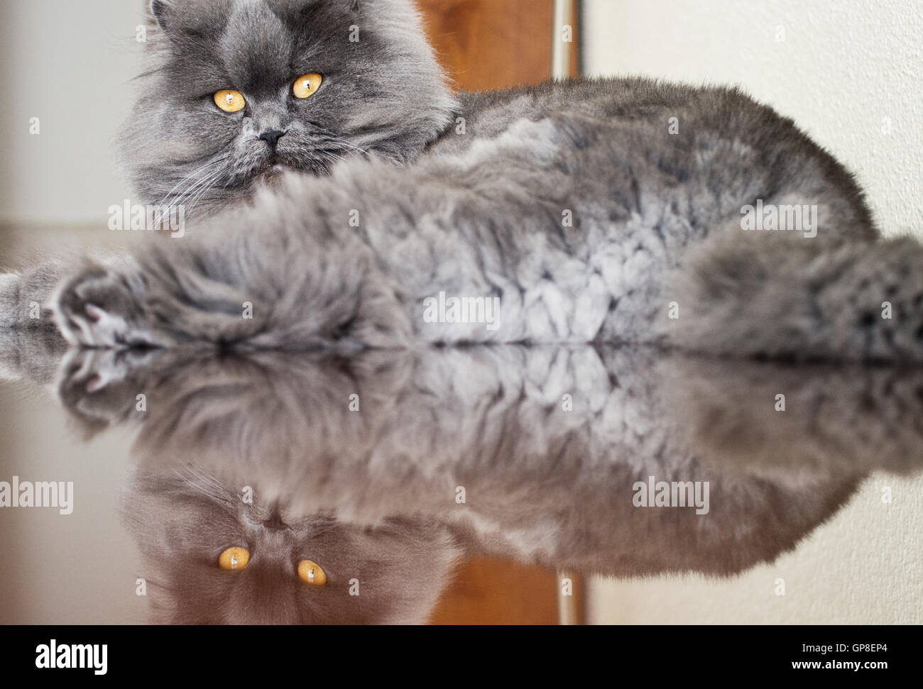 Female Persian cat laying on a table with a clear reflection. Stock Photo