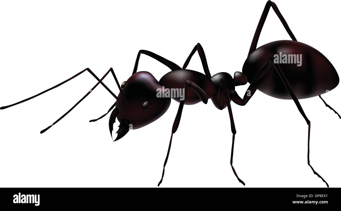 a close up view of a vector ant isolated on white Stock Vector Image ...