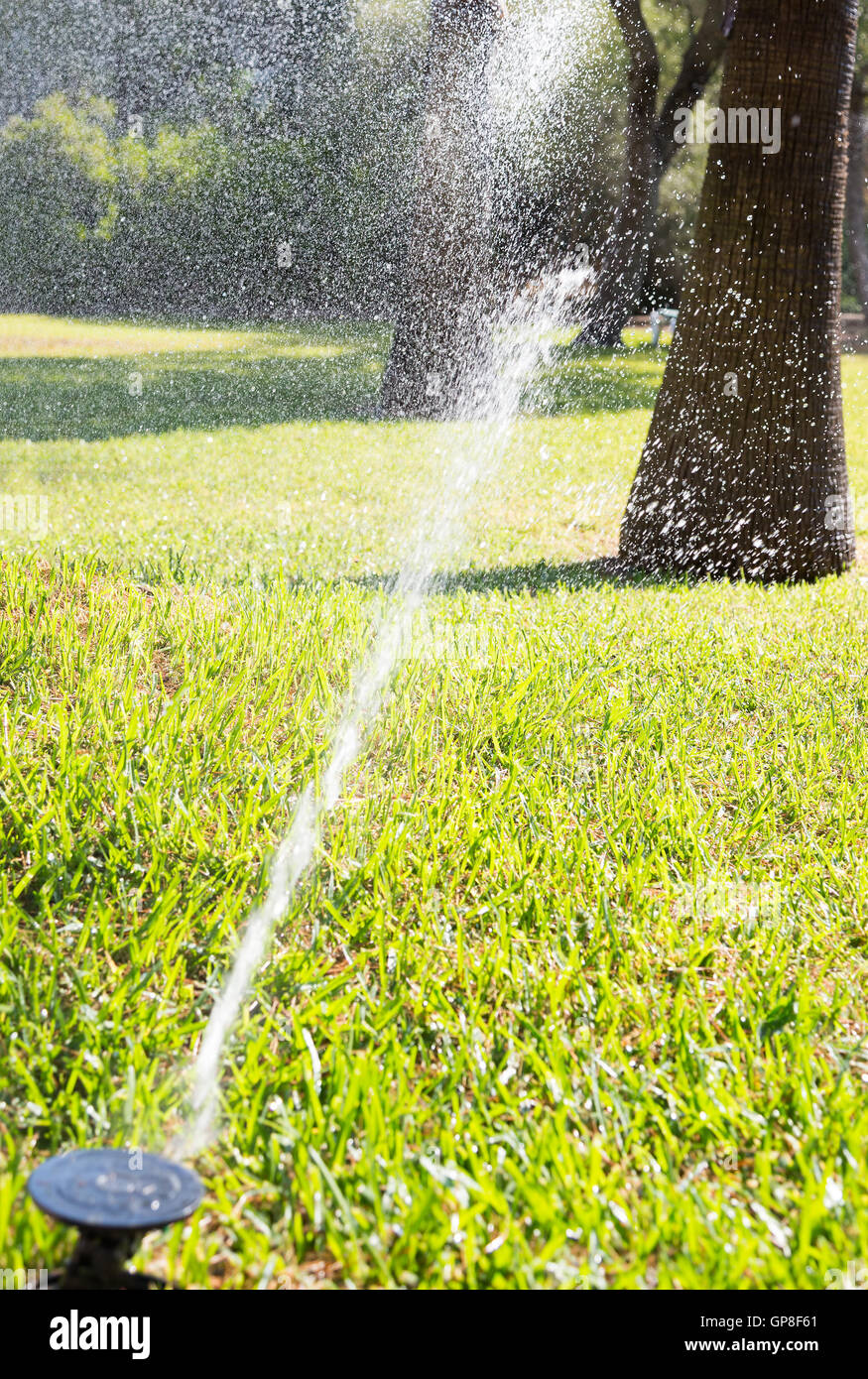 Automatic lawn sprinkler irrigating grass Stock Photo Alamy