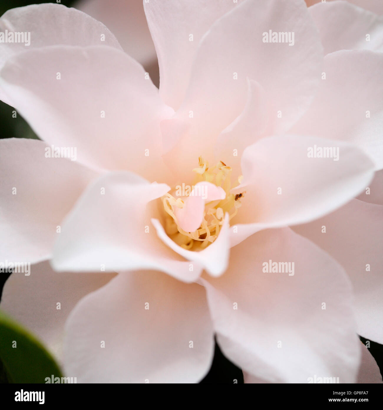 a taste of spring with a large, generous camellia bloom Jane Ann Butler Photography JABP479 Stock Photo