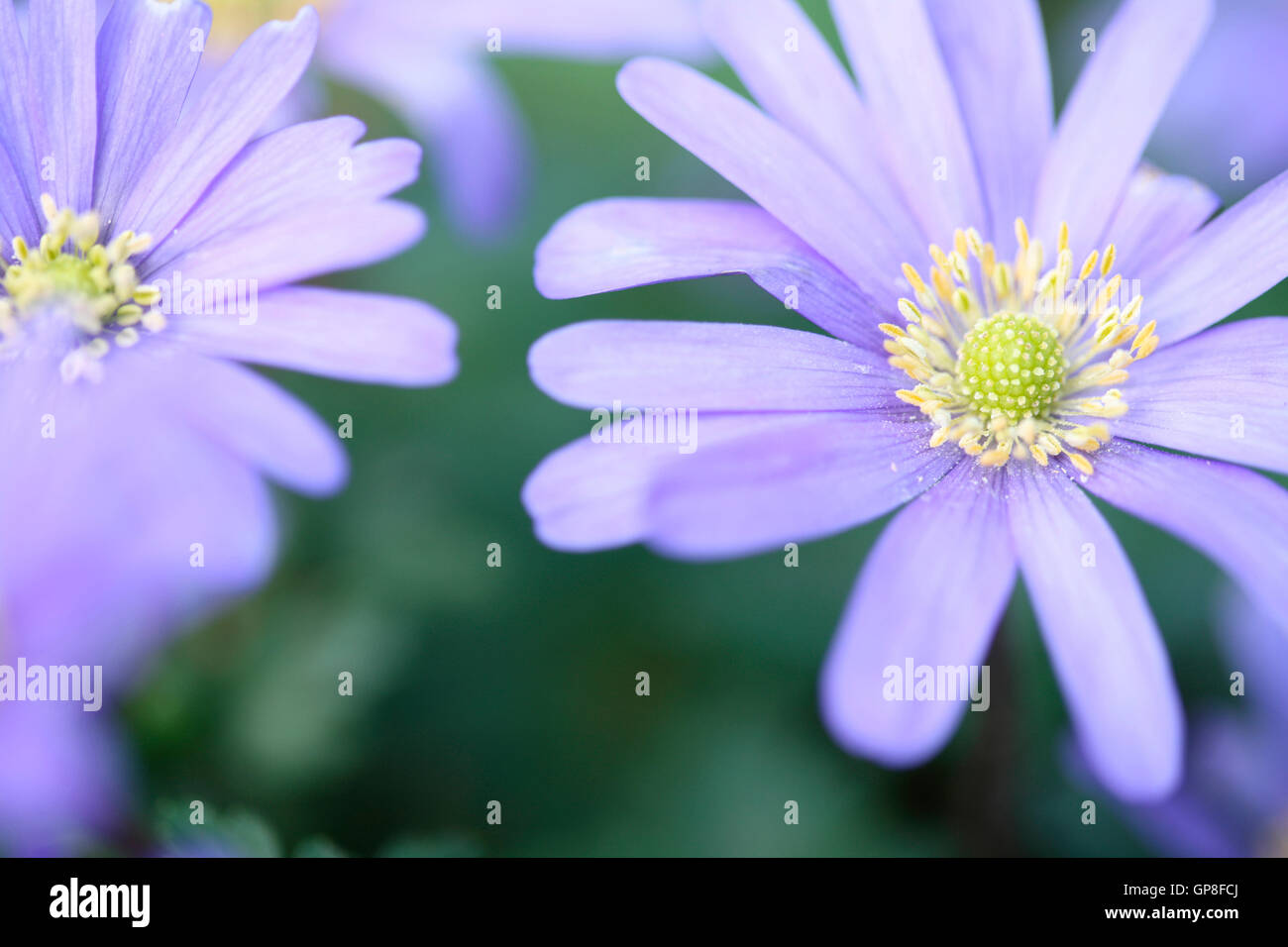blue blanda, beautiful daisy-like Spring flowers Jane Ann Butler Photography JABP1619 Stock Photo