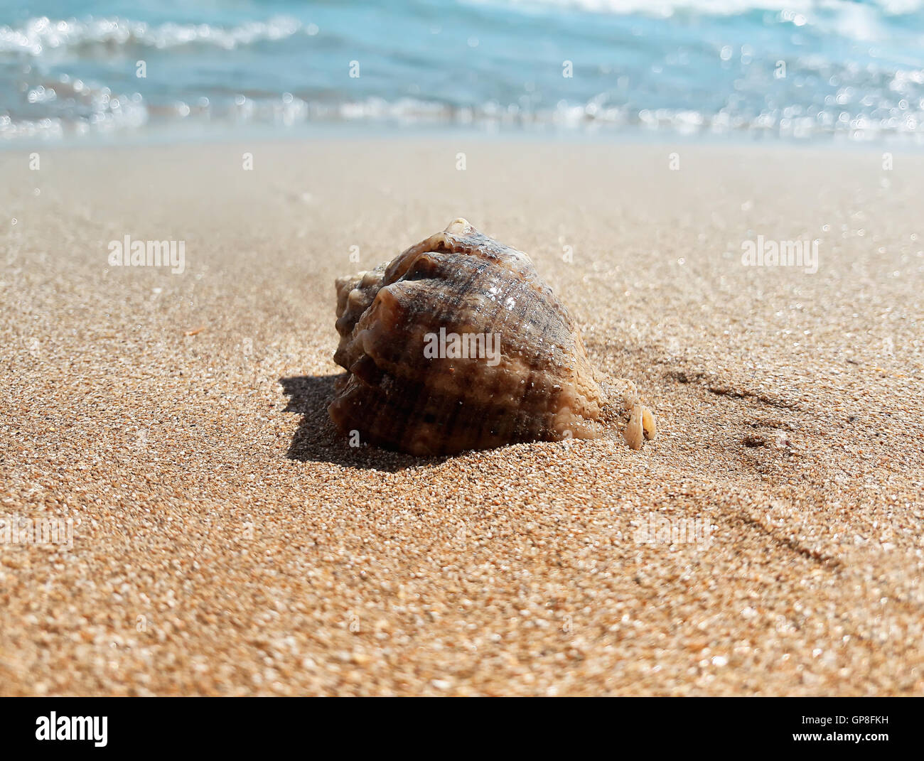 Large whelk shell in the sand near the sea. Summer vacation background Stock Photo