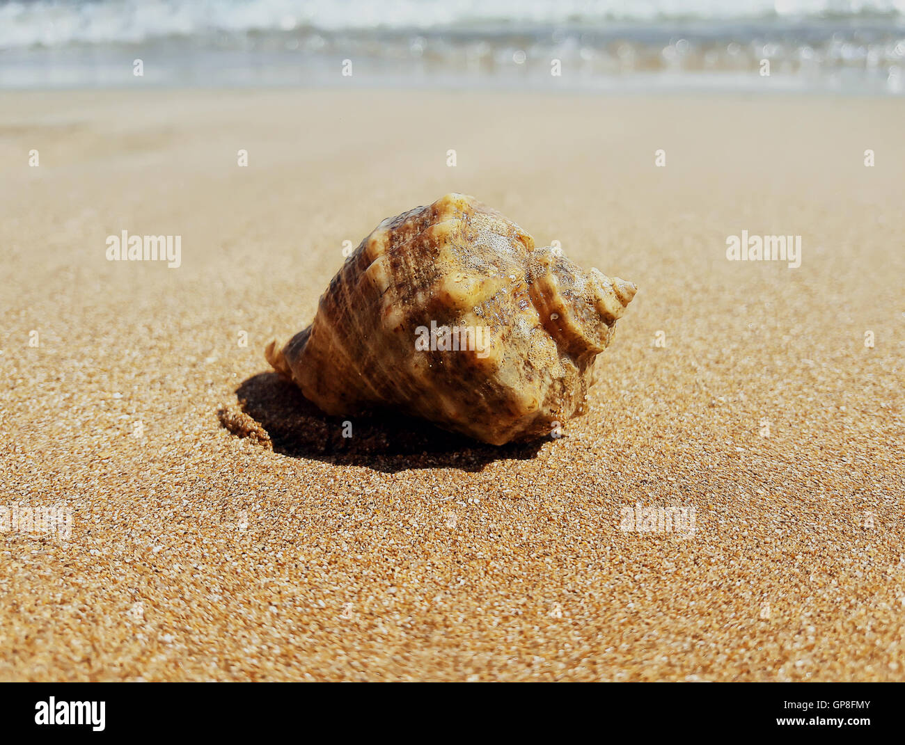 Large whelk shell in the sand near the sea. Summer vacation background Stock Photo