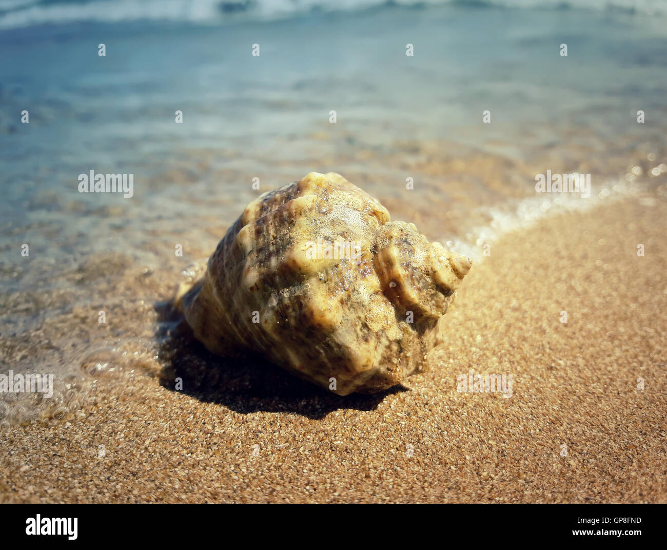 Large whelk shell washed by sea waves. Summer vacation background Stock Photo