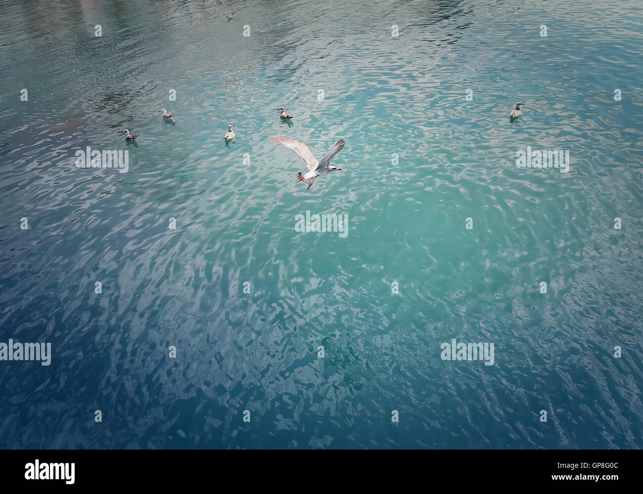 A group of seagulls in the water and one flying over Stock Photo