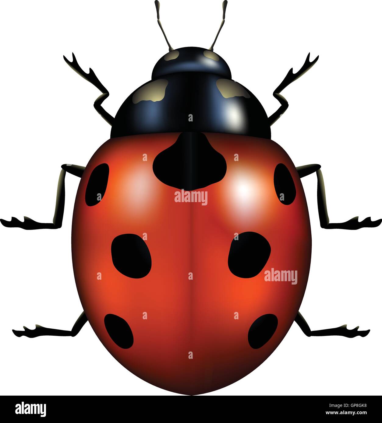 vector illustration of a ladybug isolated on white Stock Vector Image ...