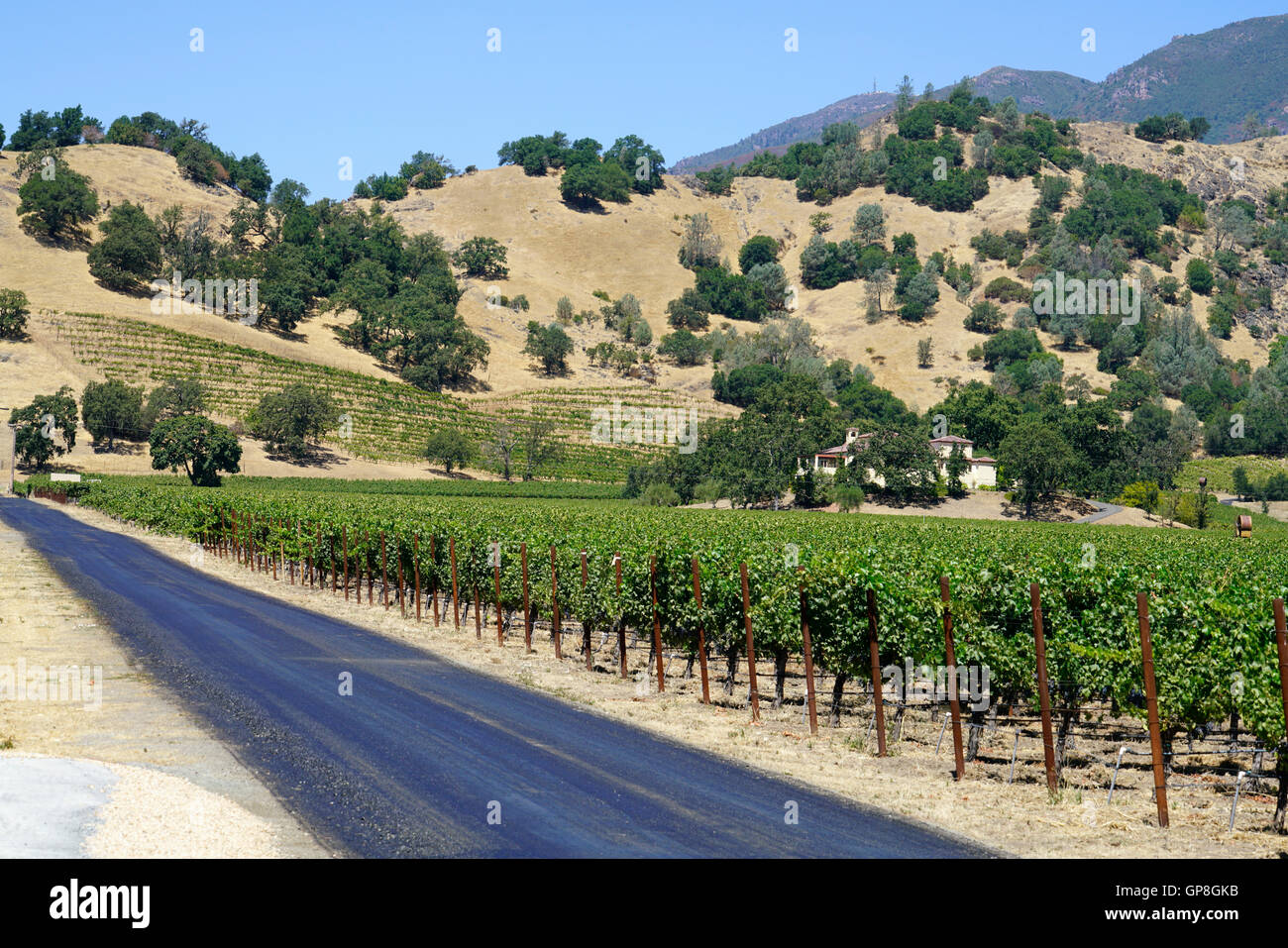 The vineyard of Chateau Montelena at Calistoga,California,USA Stock