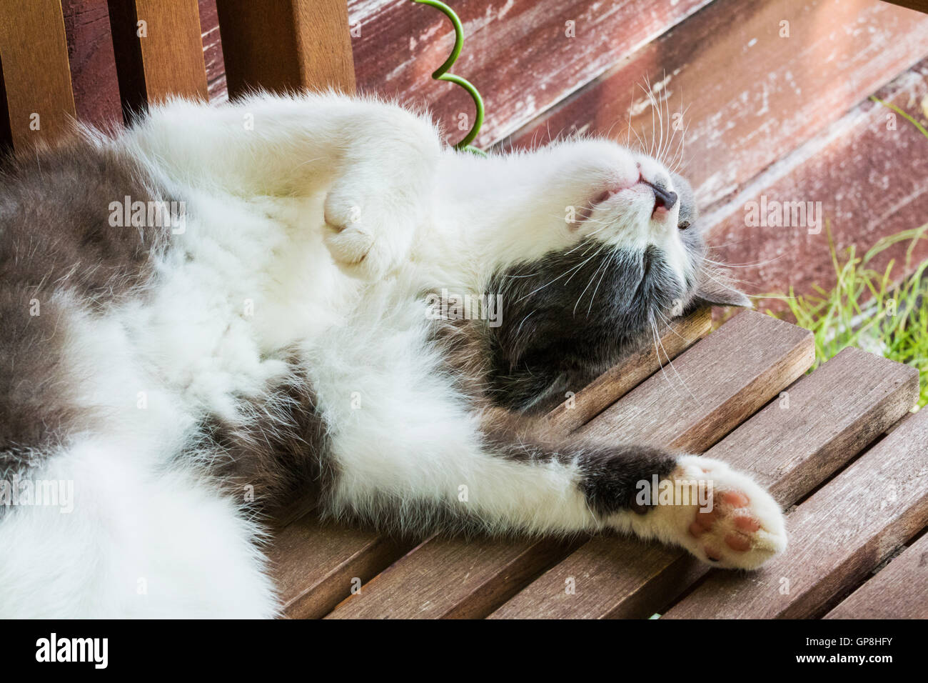 Gray and white fluffy kitten sleeps on his back on a wooden bench on a ...