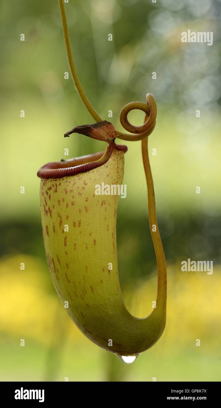 Exotic pitcher hi-res stock photography and images - Alamy