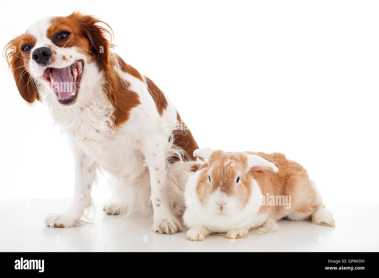Dog with bunny. Dog with rabbit. King charles and lop are friends ...