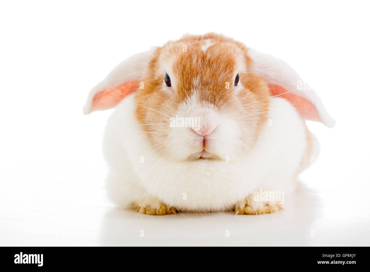 Trained pet white background studio photography. Cute animals close up photos. Purebreed show animal.'wo'ear eared funny bunny Stock Photo