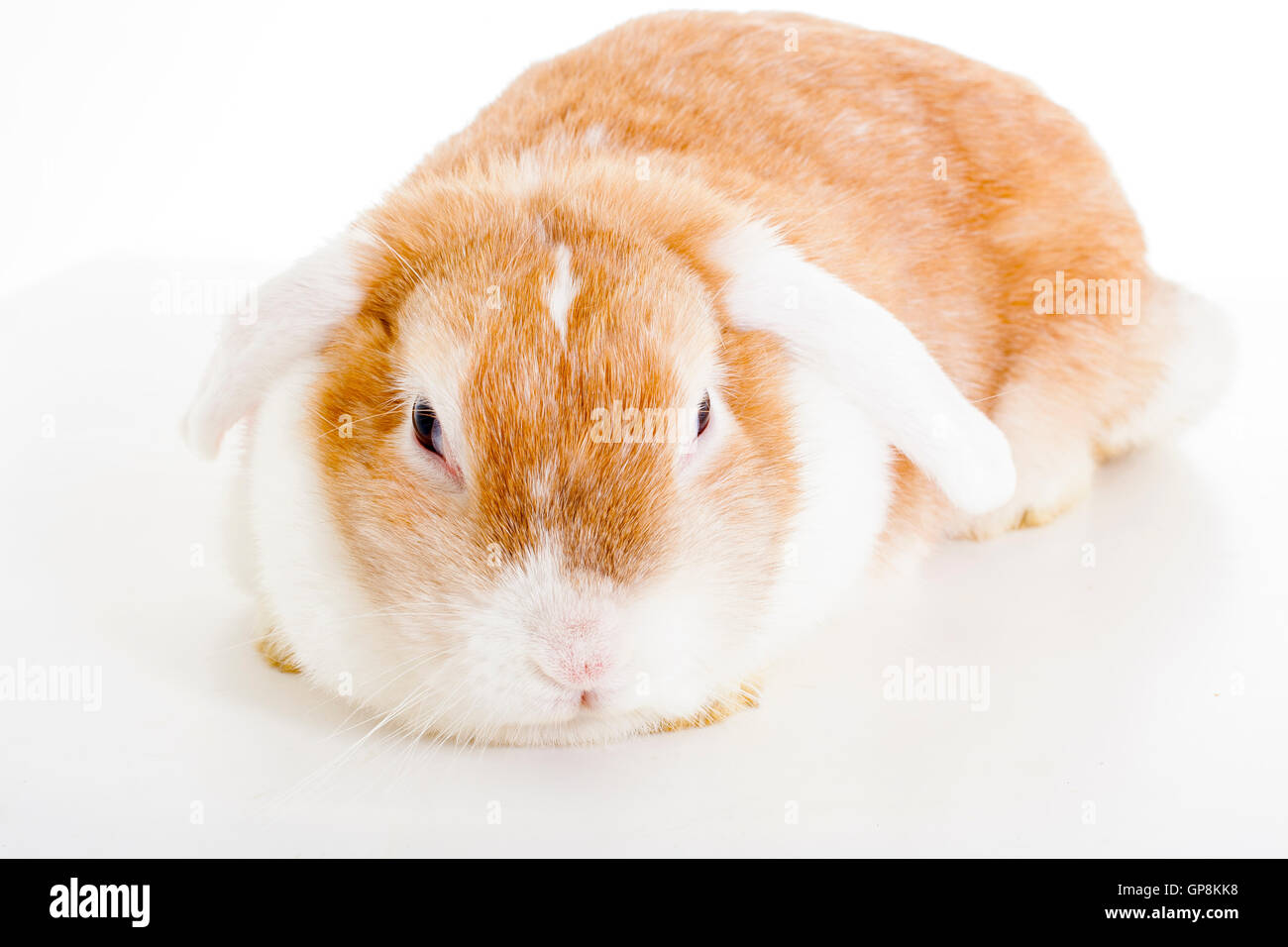 Trained pet white background studio photography. Cute animals close up photos. Purebreed show animal.'wo'ear eared funny bunny Stock Photo