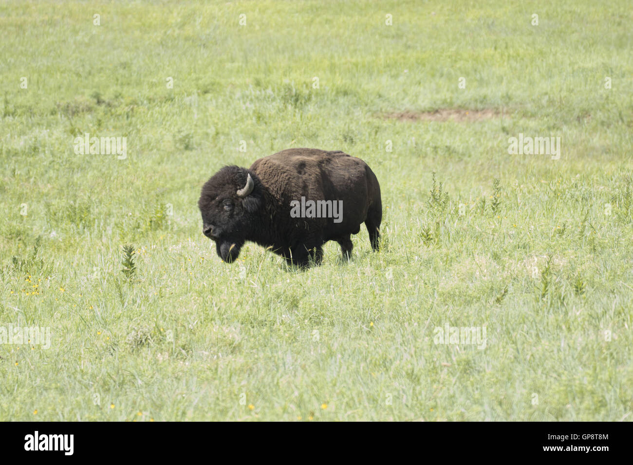 Lawton, Oklahoma, USA. 8th . Buffalo roam the Wichita Mountains